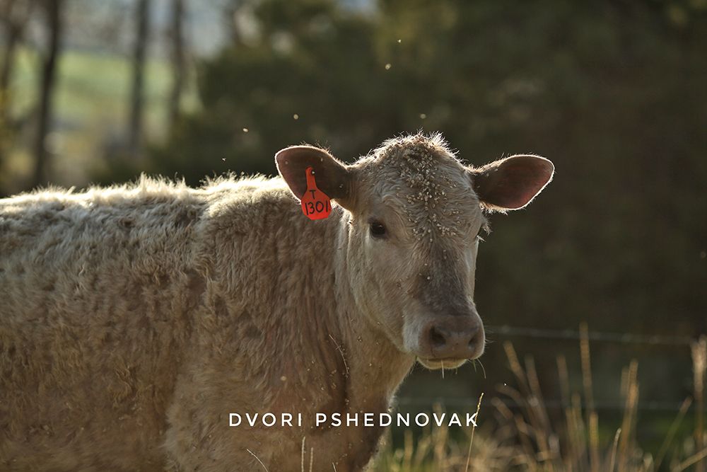 אייר מונטנה 2020 104-01.jpg