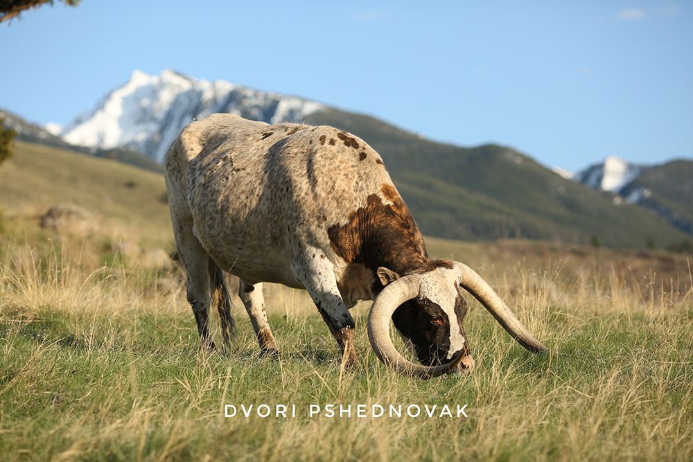 אייר מונטנה 2020 168-01.jpg