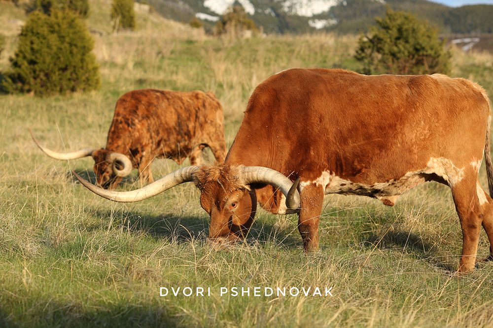 אייר מונטנה 2020 231-01.jpg