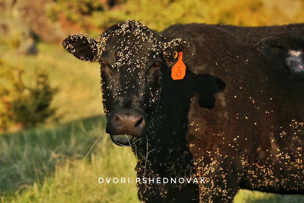 אייר מונטנה 2020 238-01.jpg