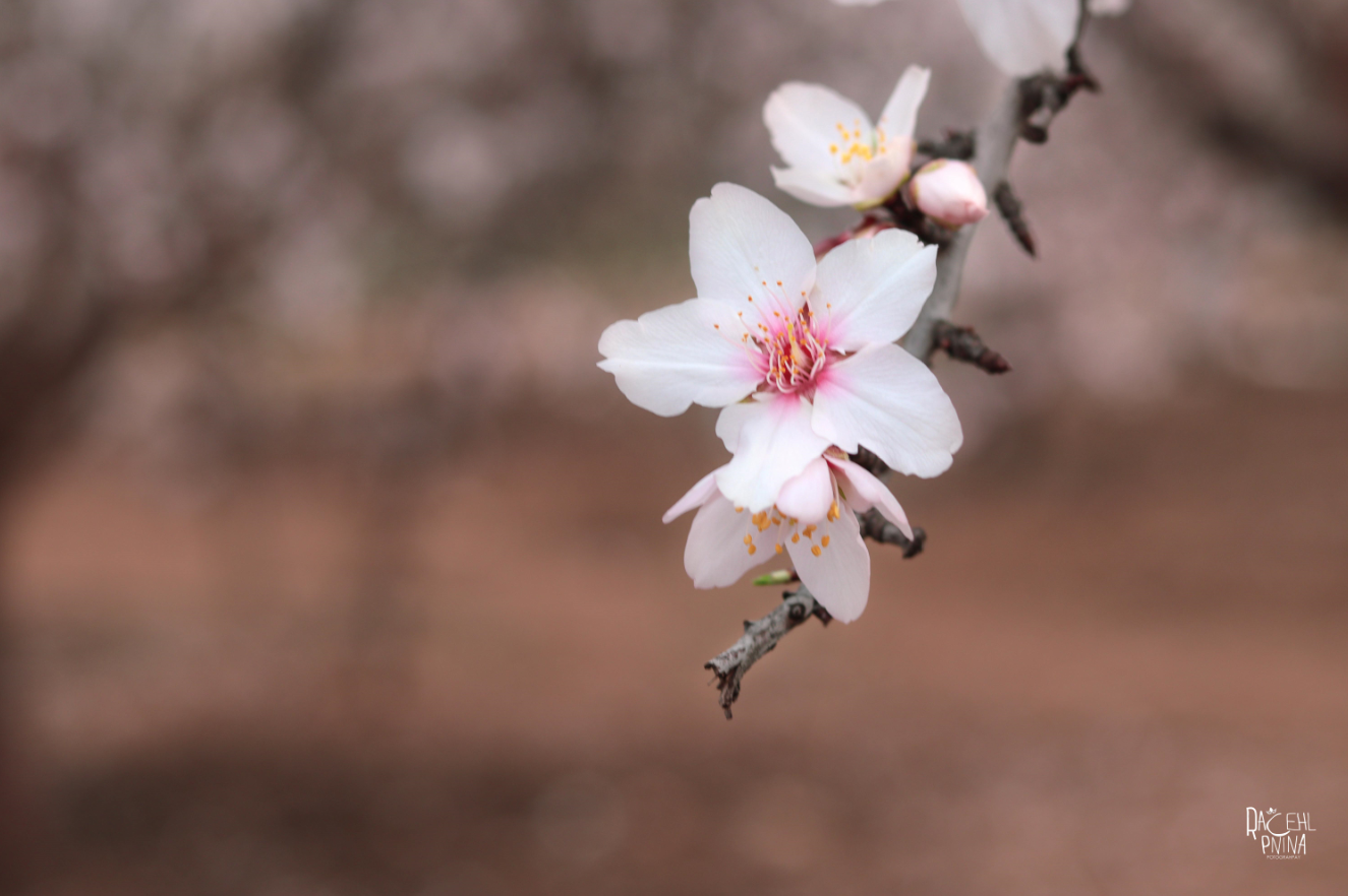 איכות נמוכה ולוגו רחל אורן.png