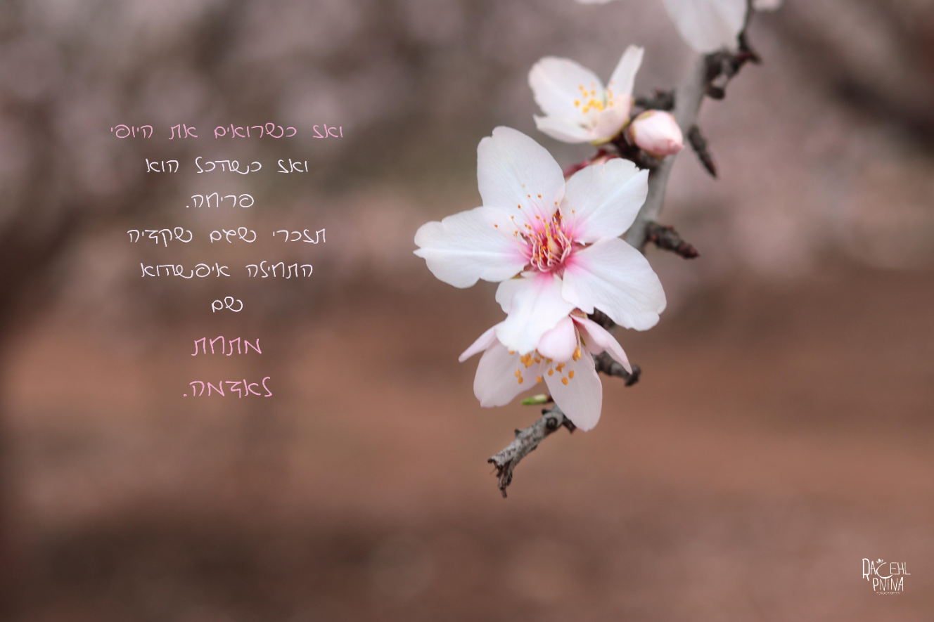 איכות נמוכה רחל אורן שקדיה.png