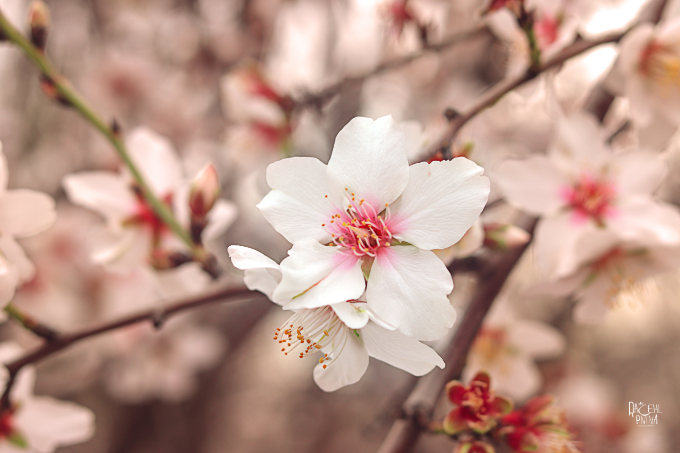 איכות נמוכה רחל אורן.png