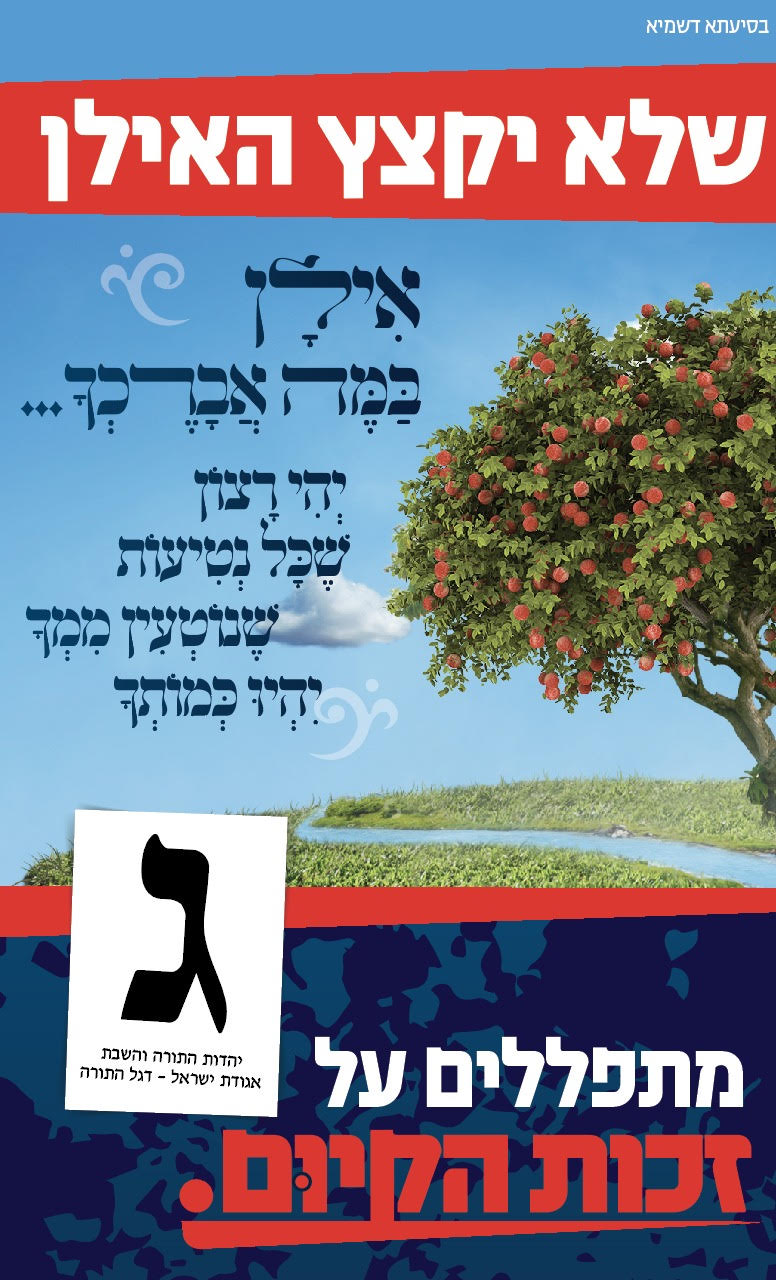 אילן אילן.jpg
