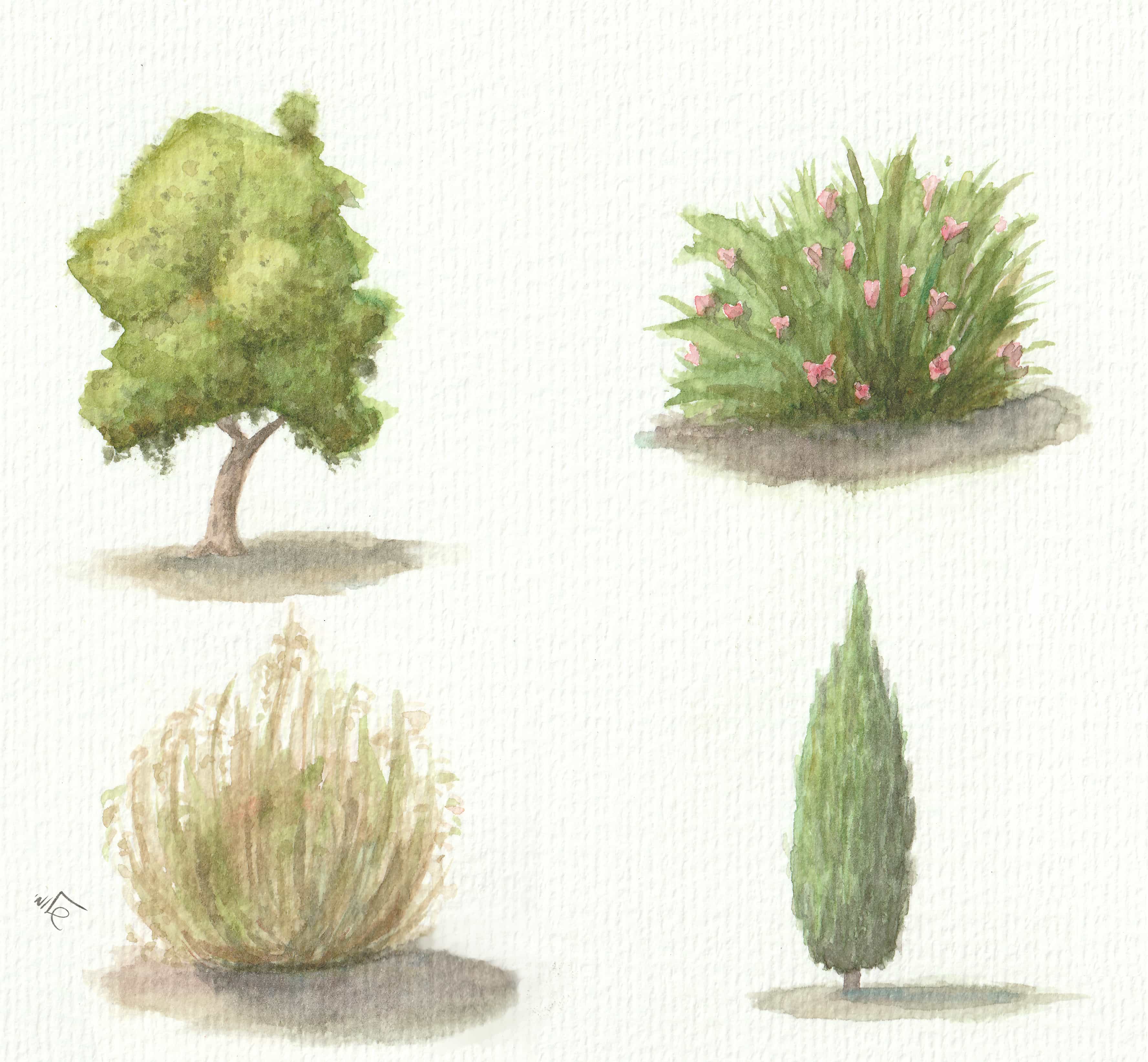 אימון עצים.jpg