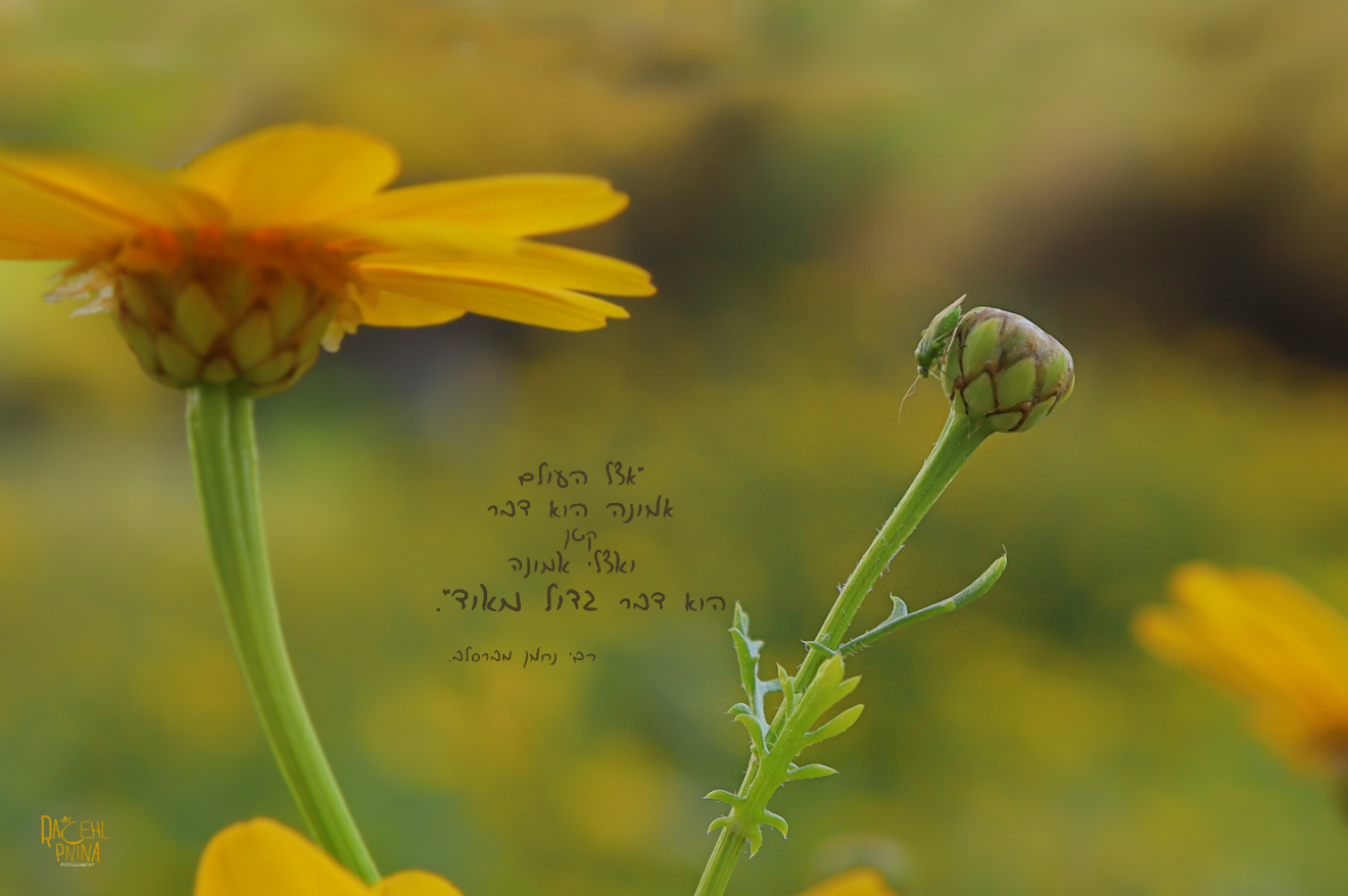 אמונה. רחל אורן.png