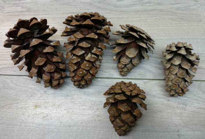 אצטרובל (9).jpg