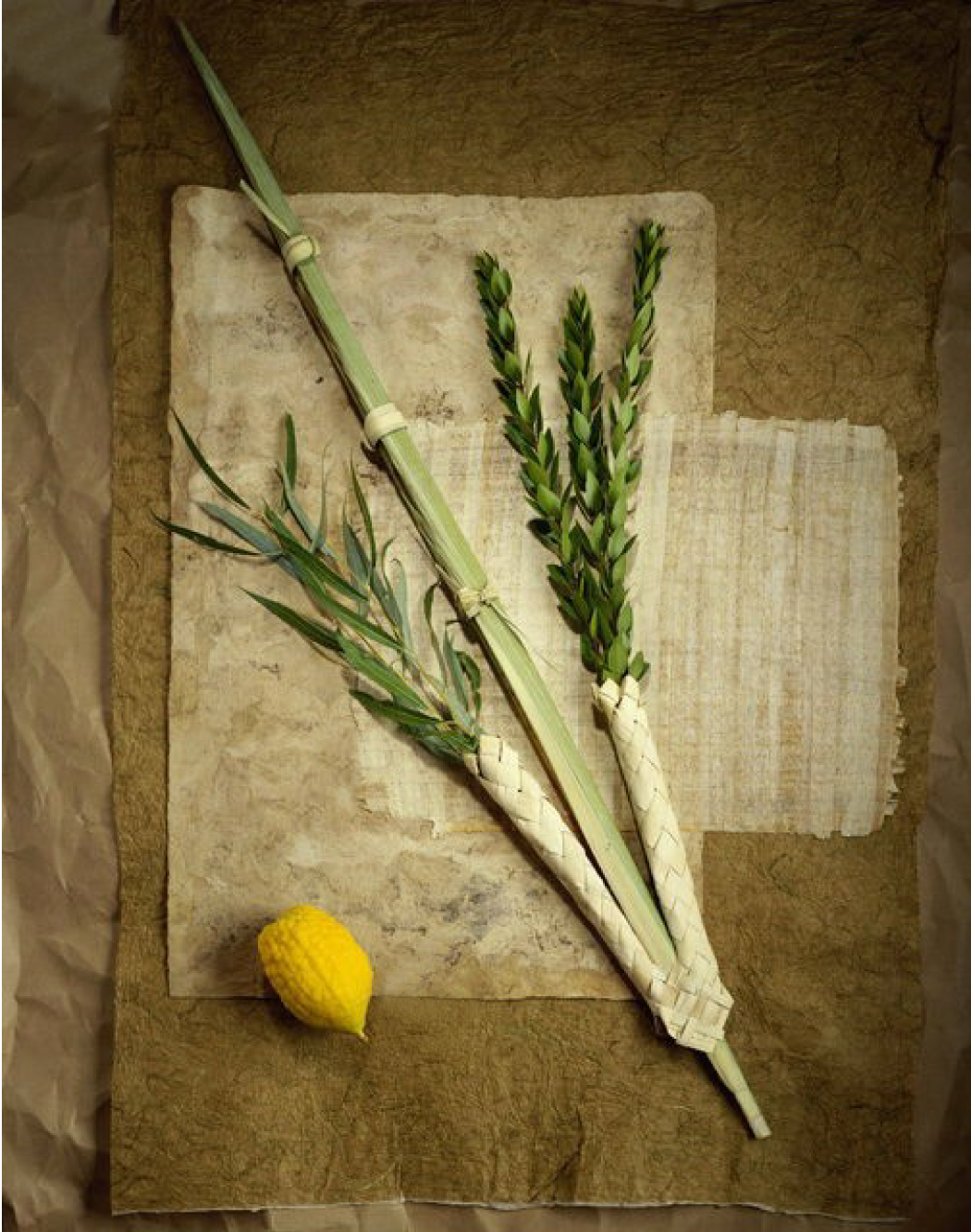 ארבעת המינים.jpg