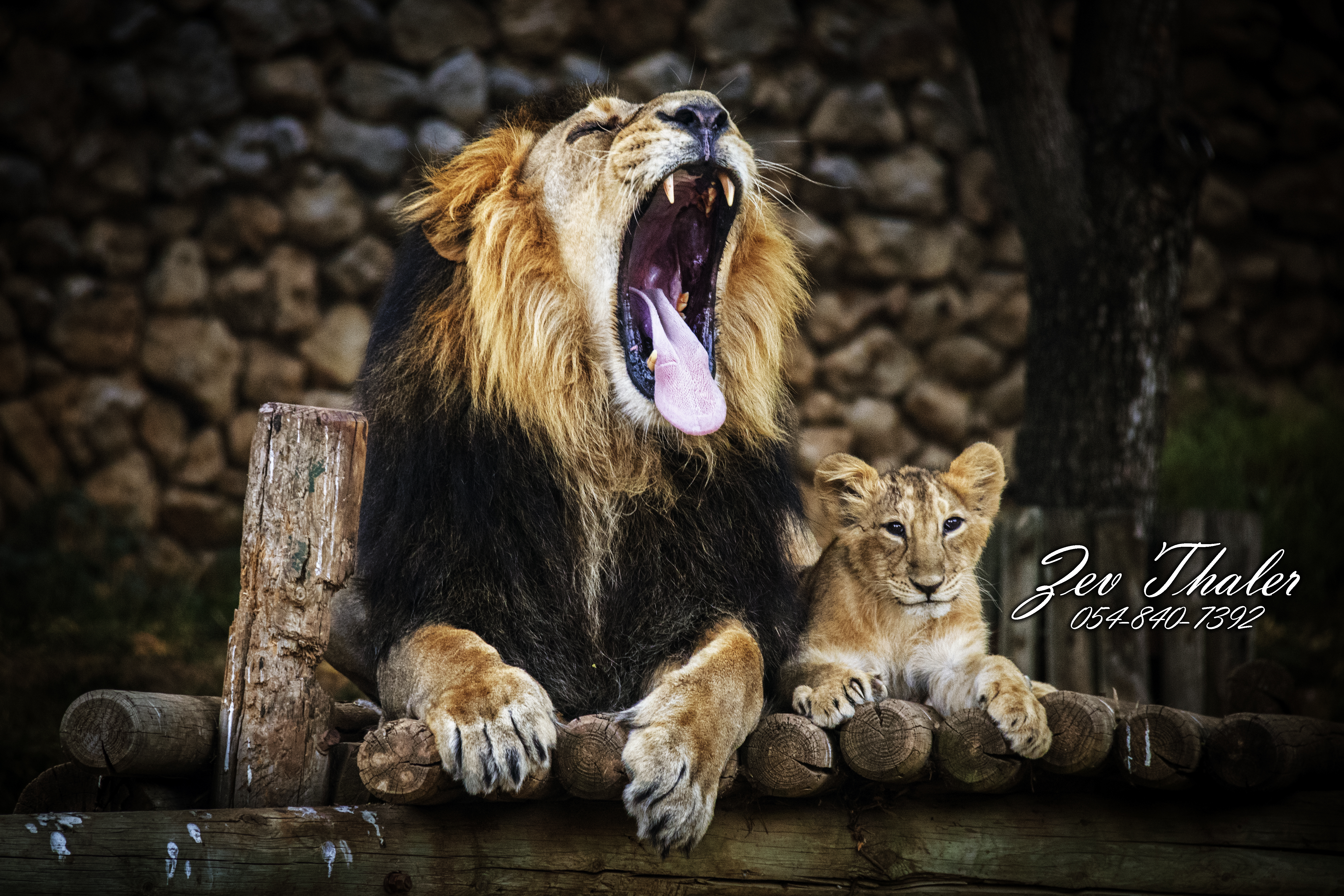 אריה ישאג  .jpg