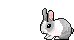 ארנבת.gif