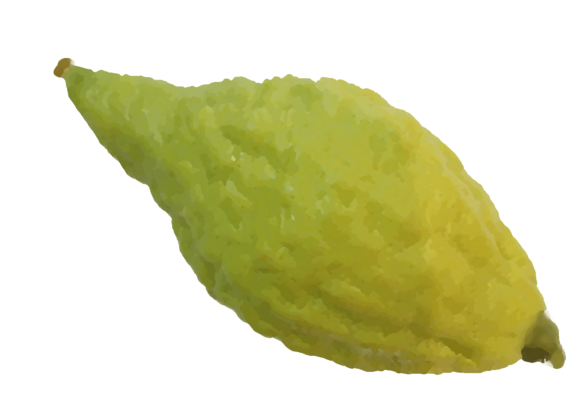 אתרוג.png