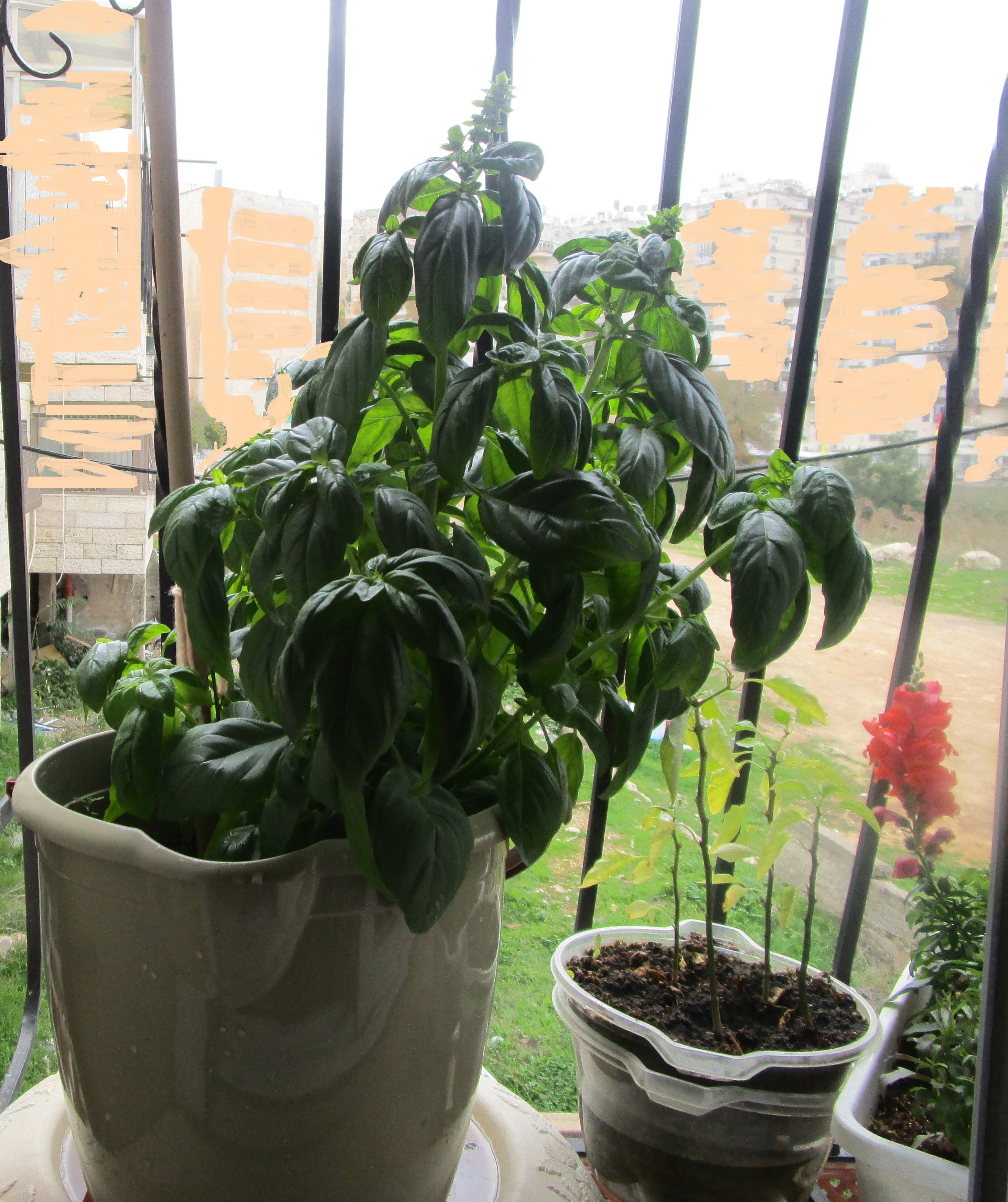 בזיליקום בחלון.JPG