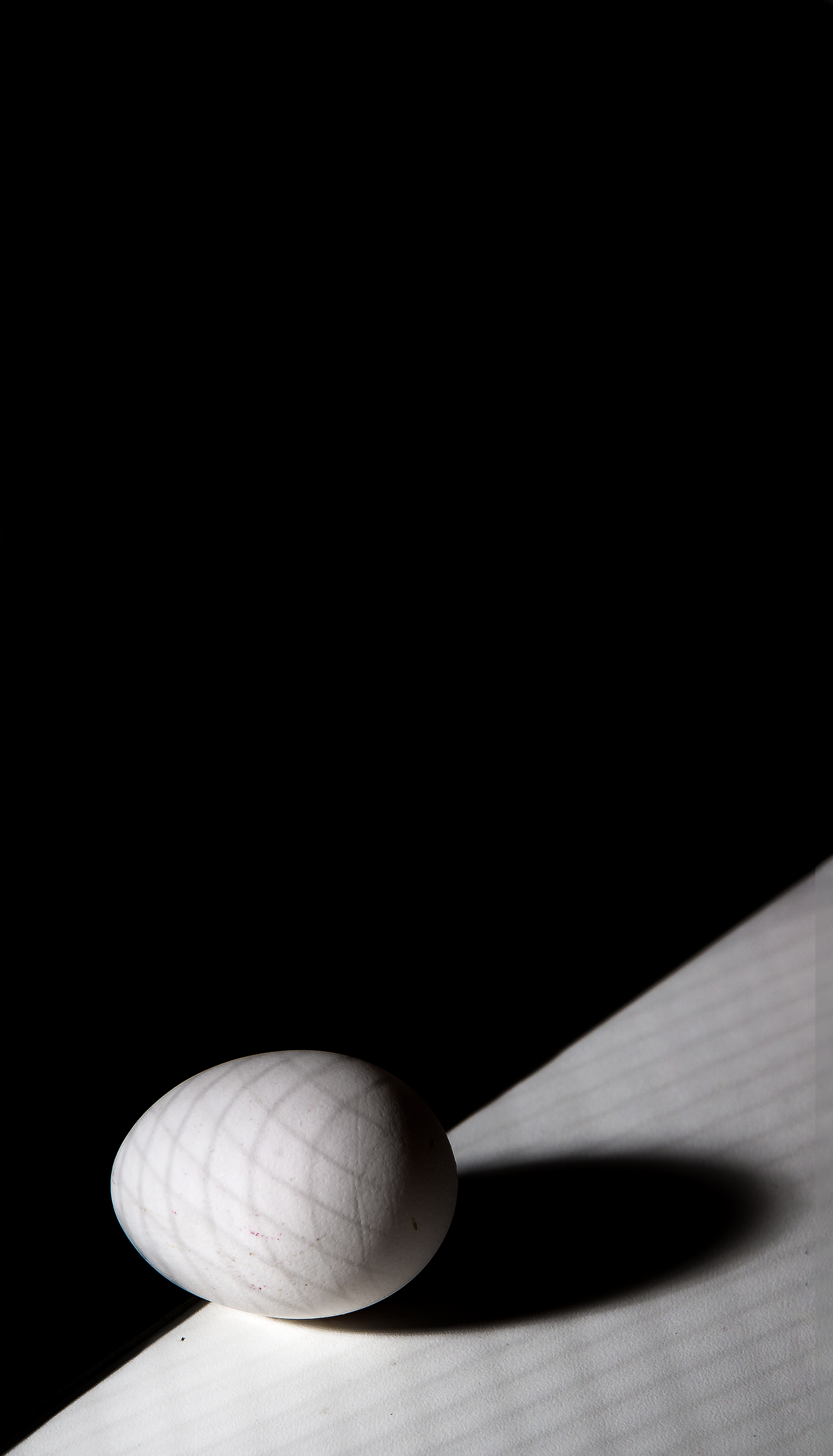 ביצה לאורך מוקטן.jpg