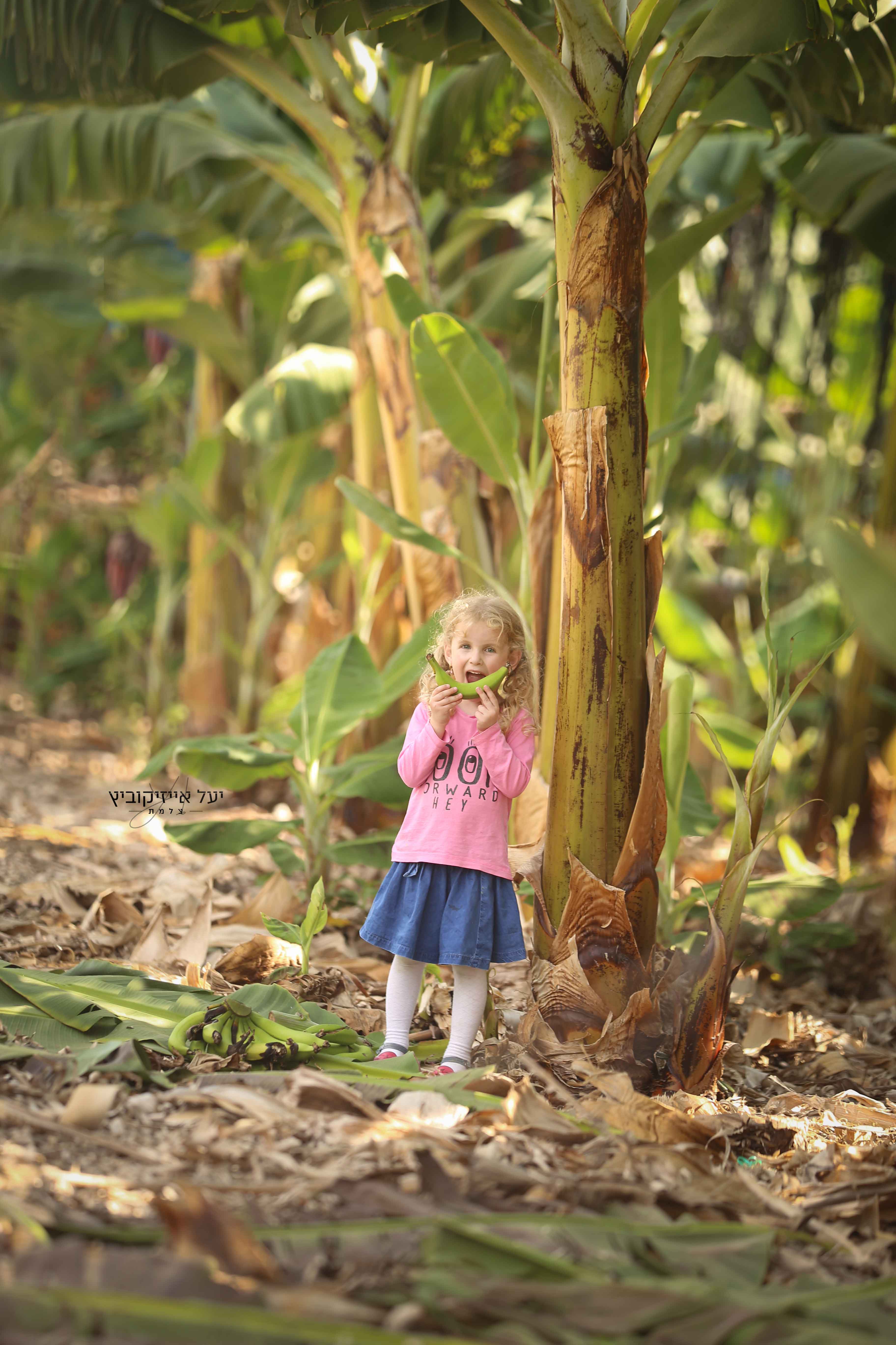 בננות (3).jpg
