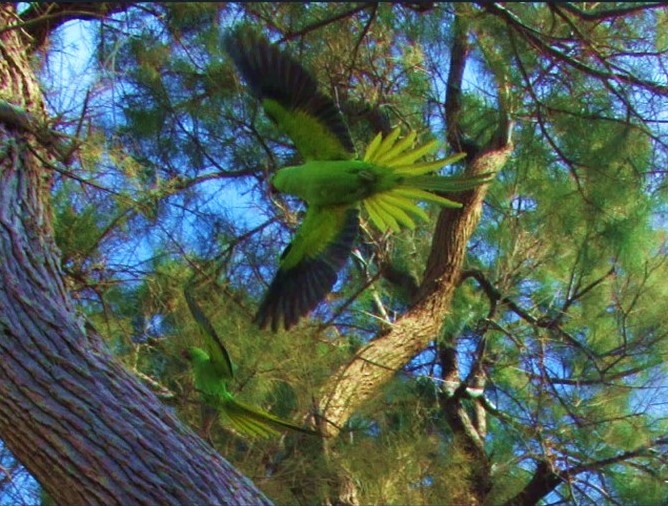 בס''ד תוכים עם הרבה צבע.JPG