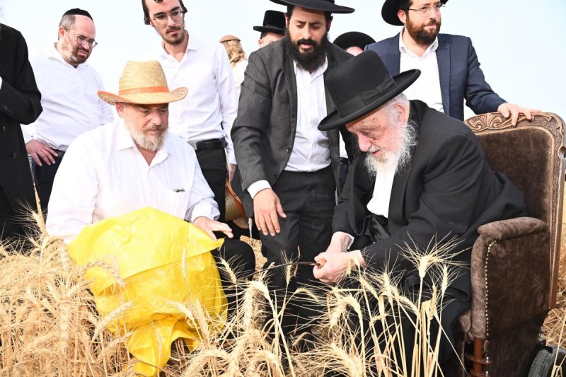 בקצירת חיטים תשפ''ה (2).jpg