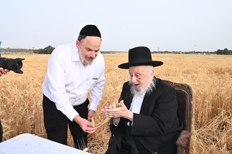 בקצירת חיטים תשפ''ה.jpg