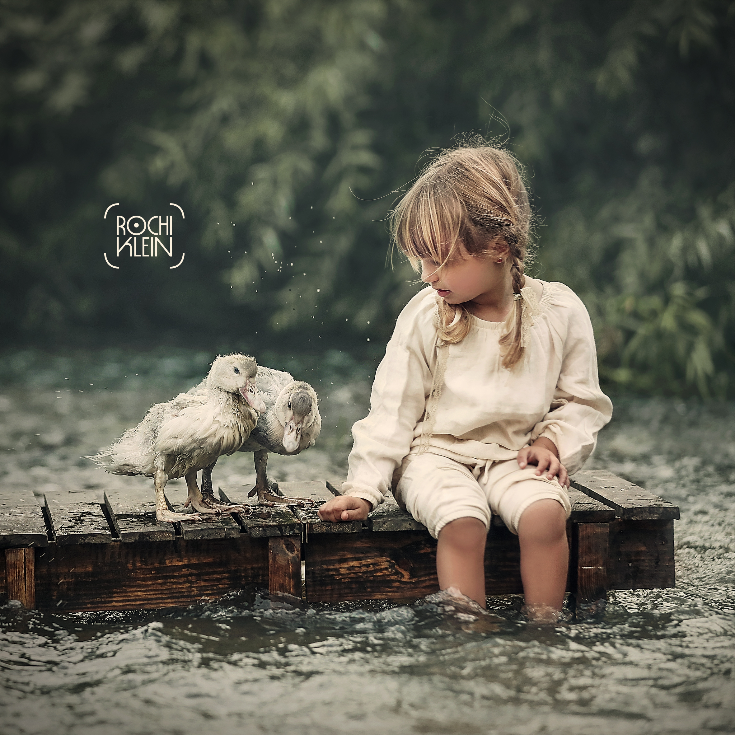 ברווזים 1.jpg