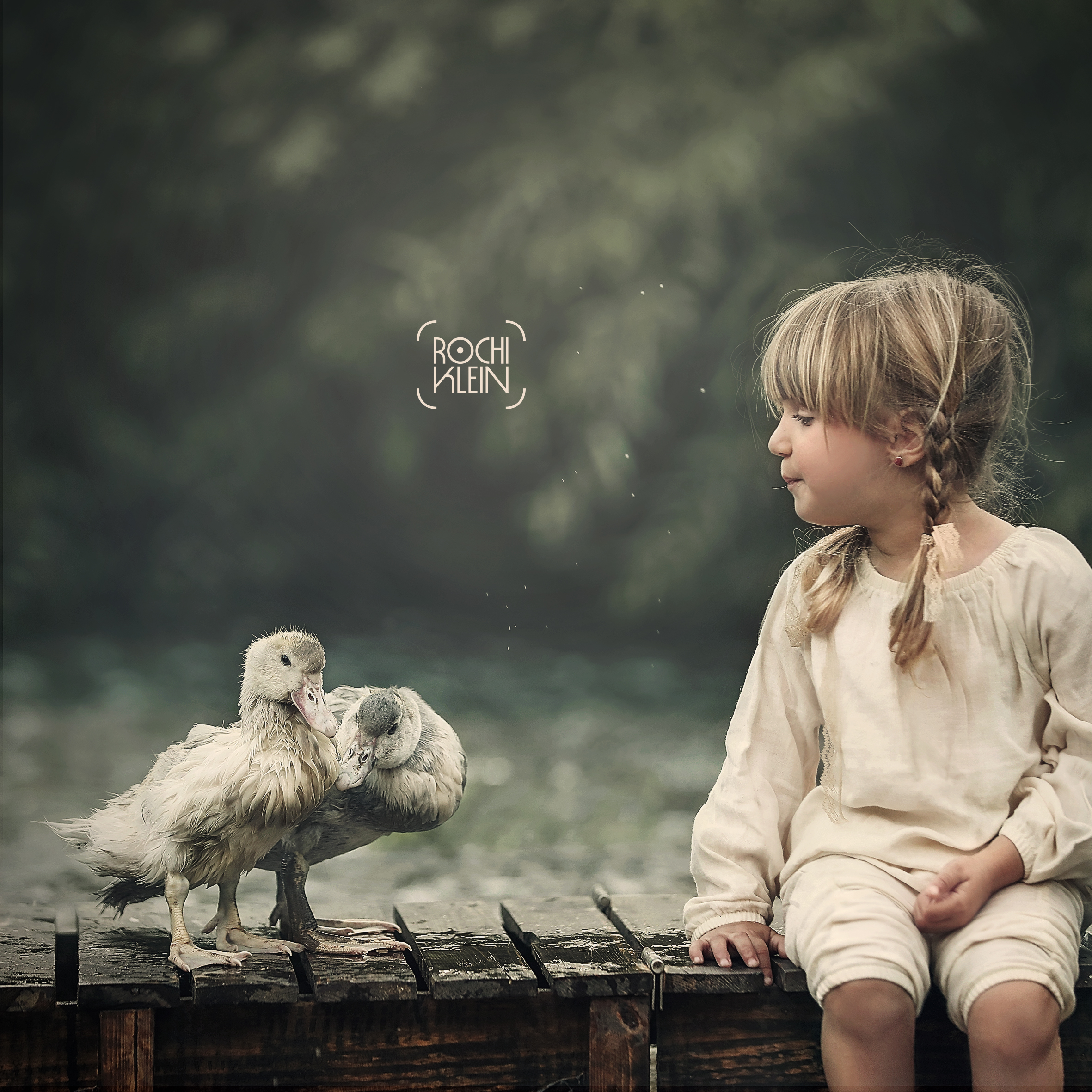 ברווזים 2.jpg