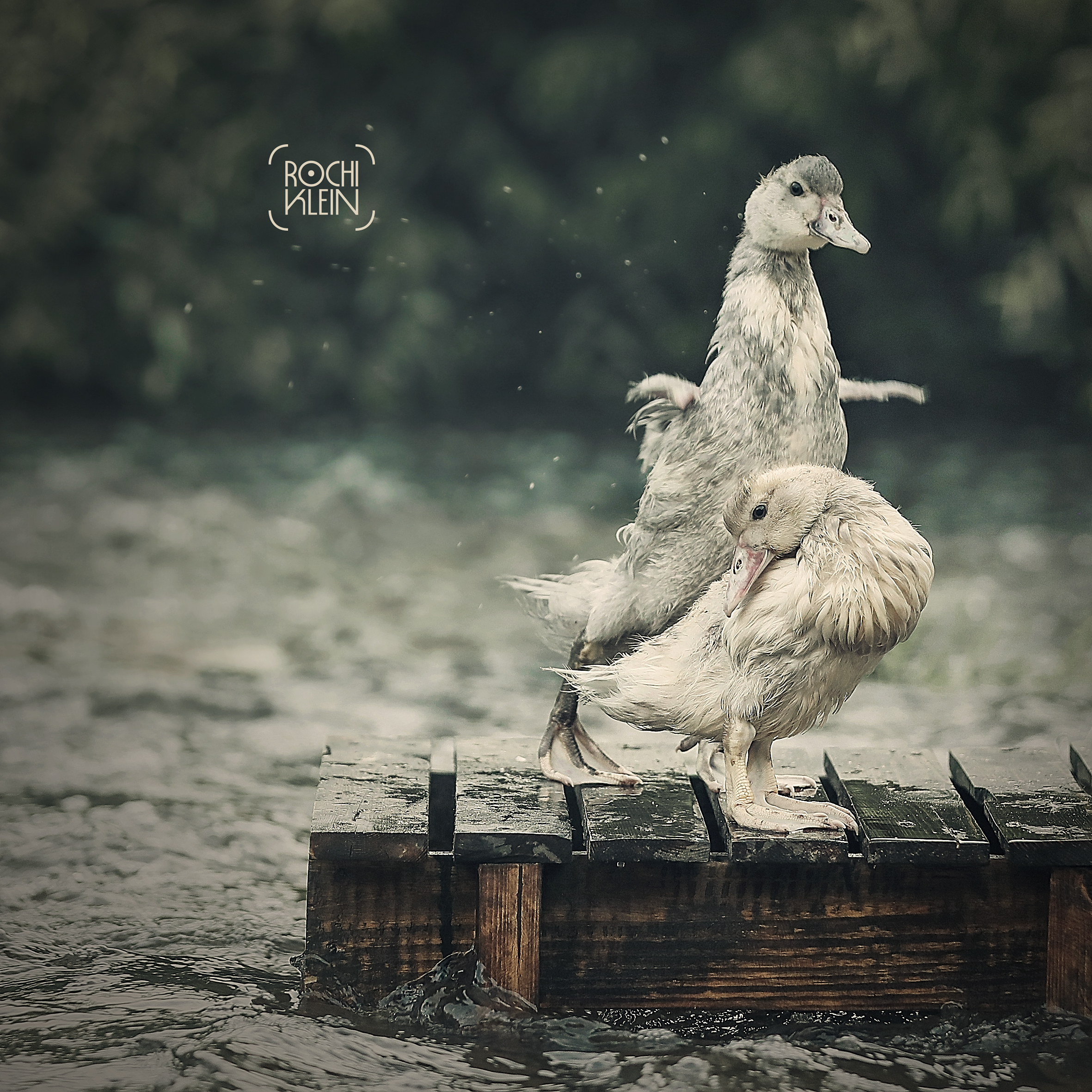 ברווזים 3.jpg