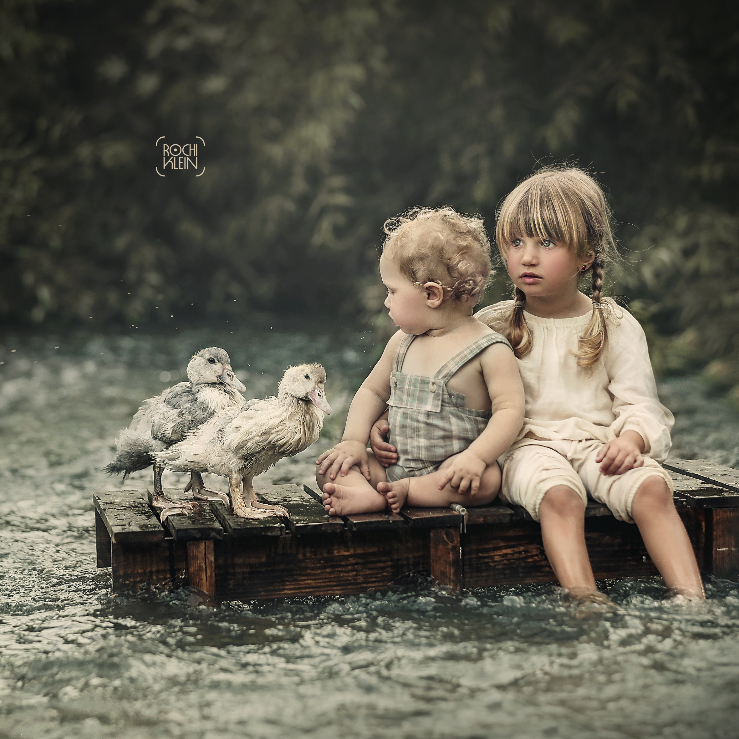 ברווזים 4.jpg