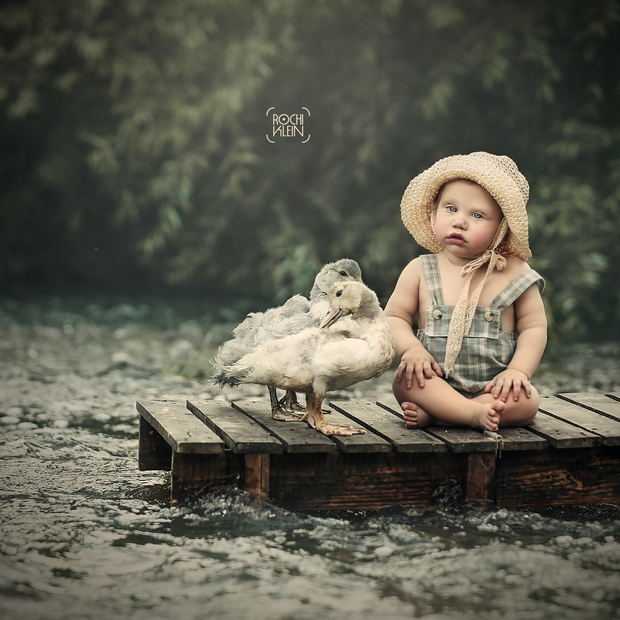 ברווזים 7.jpg