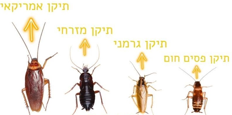 ג'וק.jpg