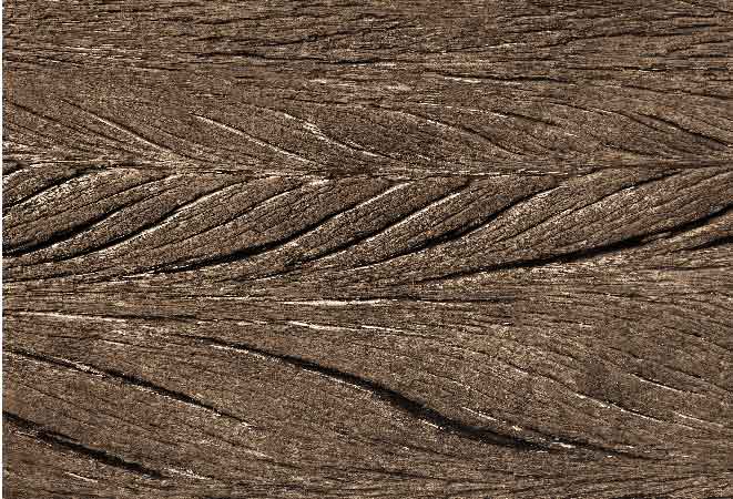 גזע עץ-1-01.jpg