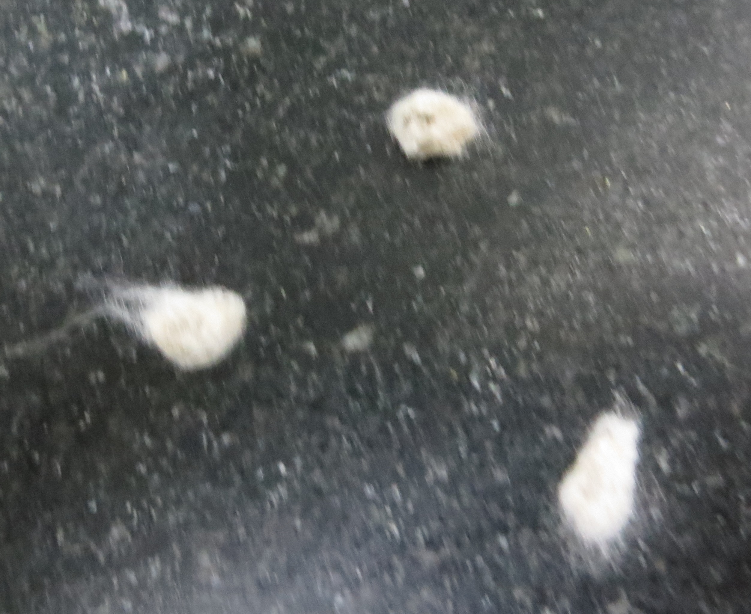 גרעיני כותנה.jpg