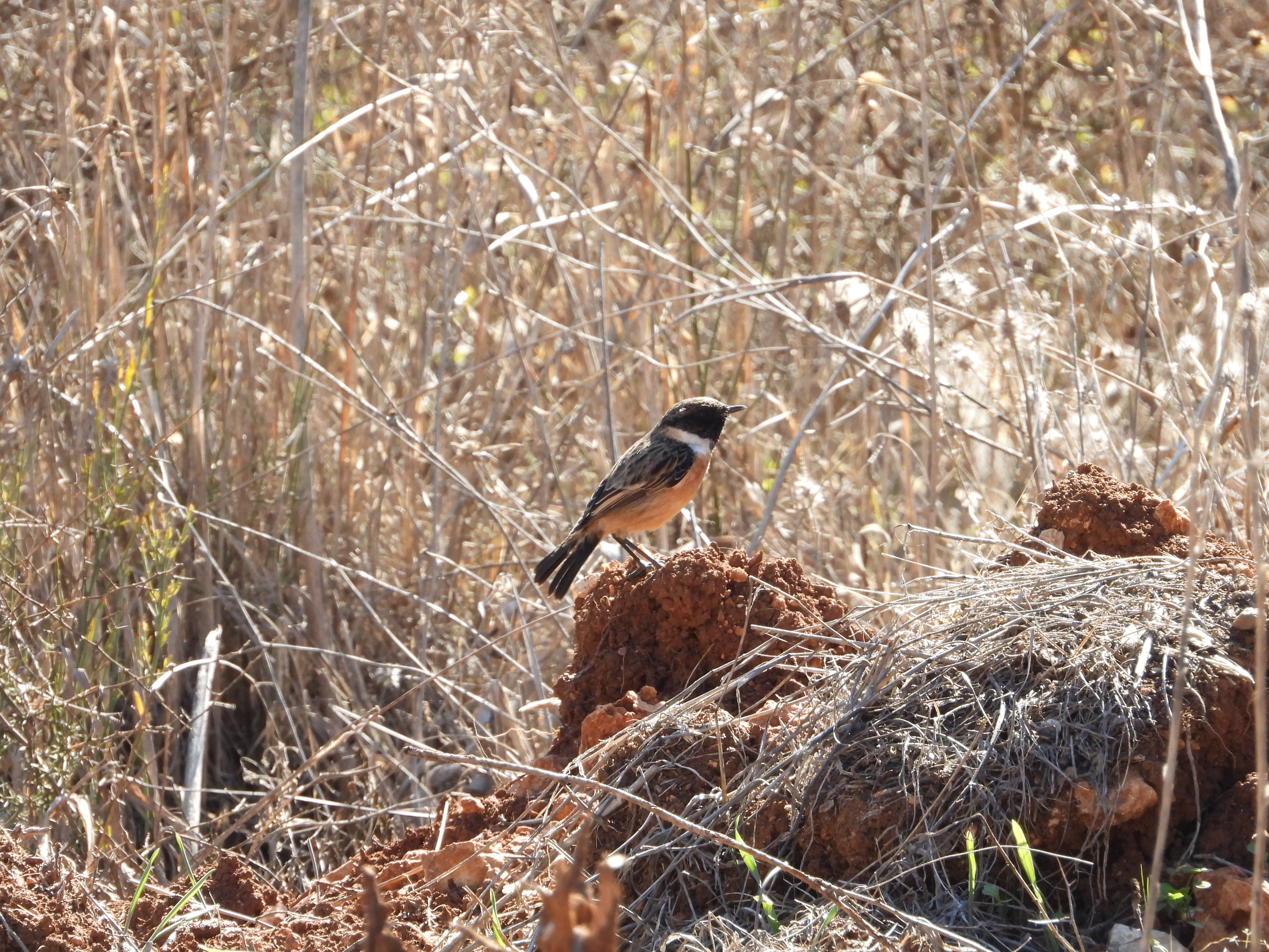 דוחל שחור גרון.JPG