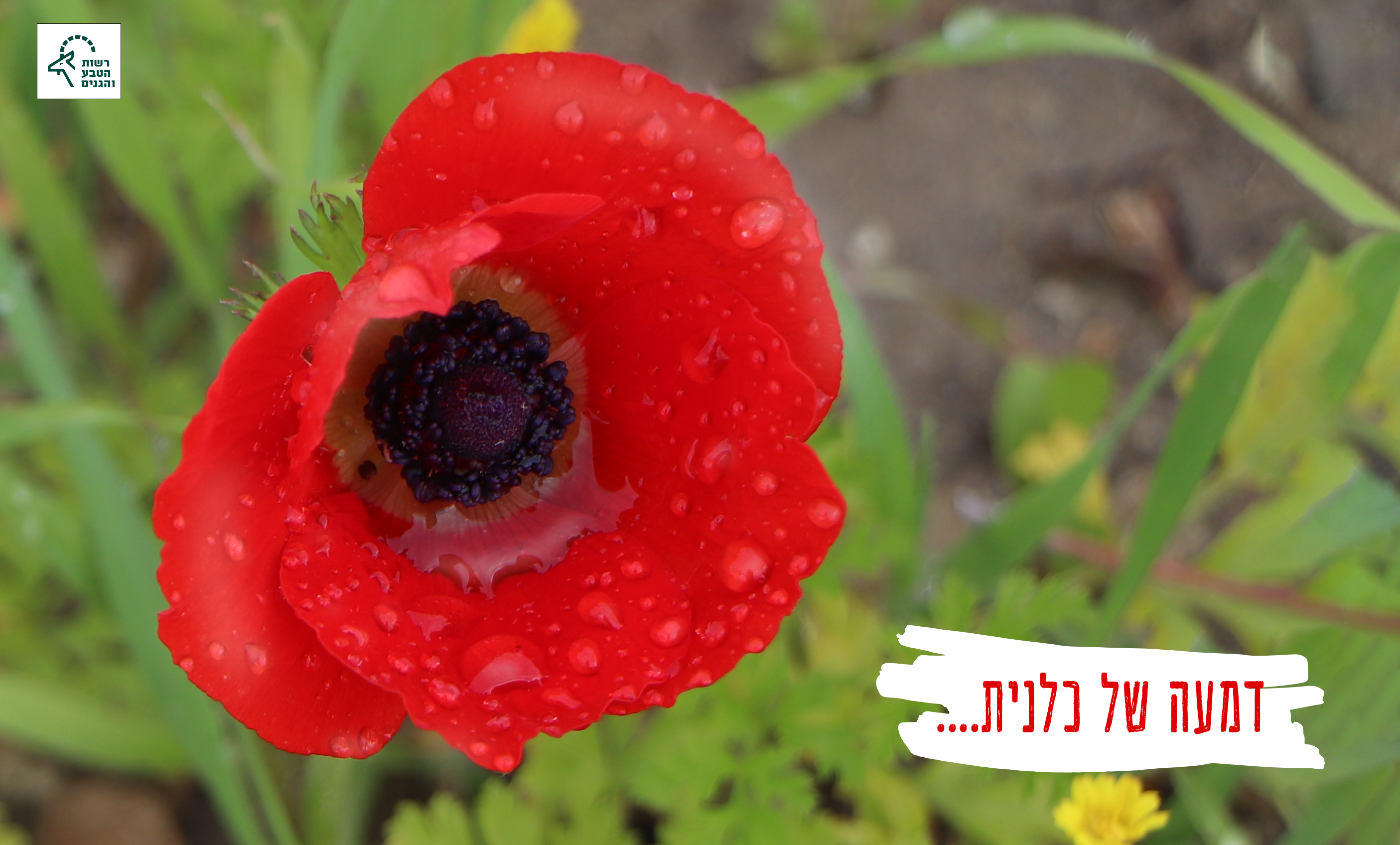 דמעה של כלנית copy.jpg