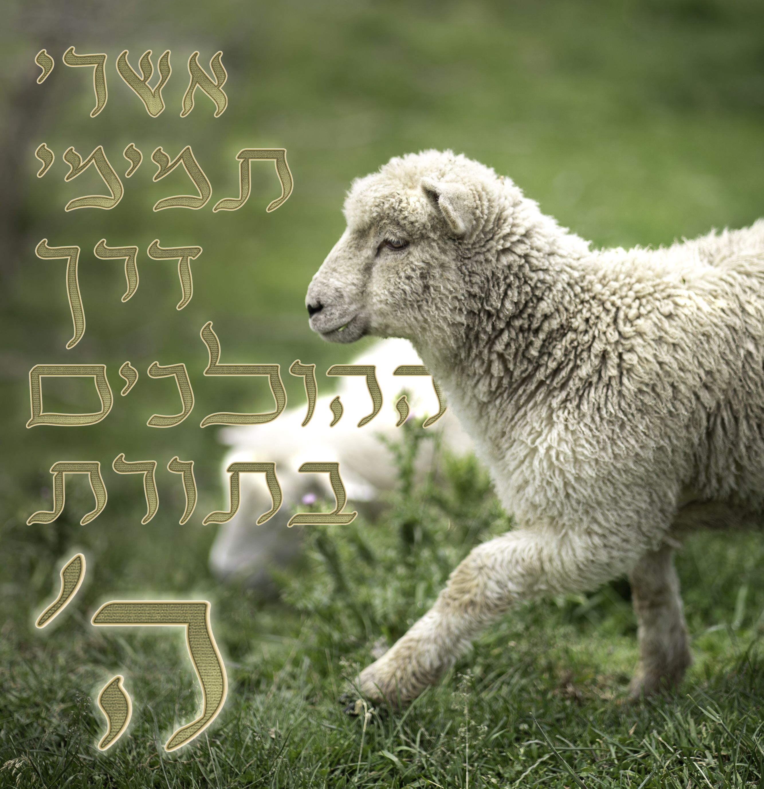 דרך אשרי תמימי.jpg