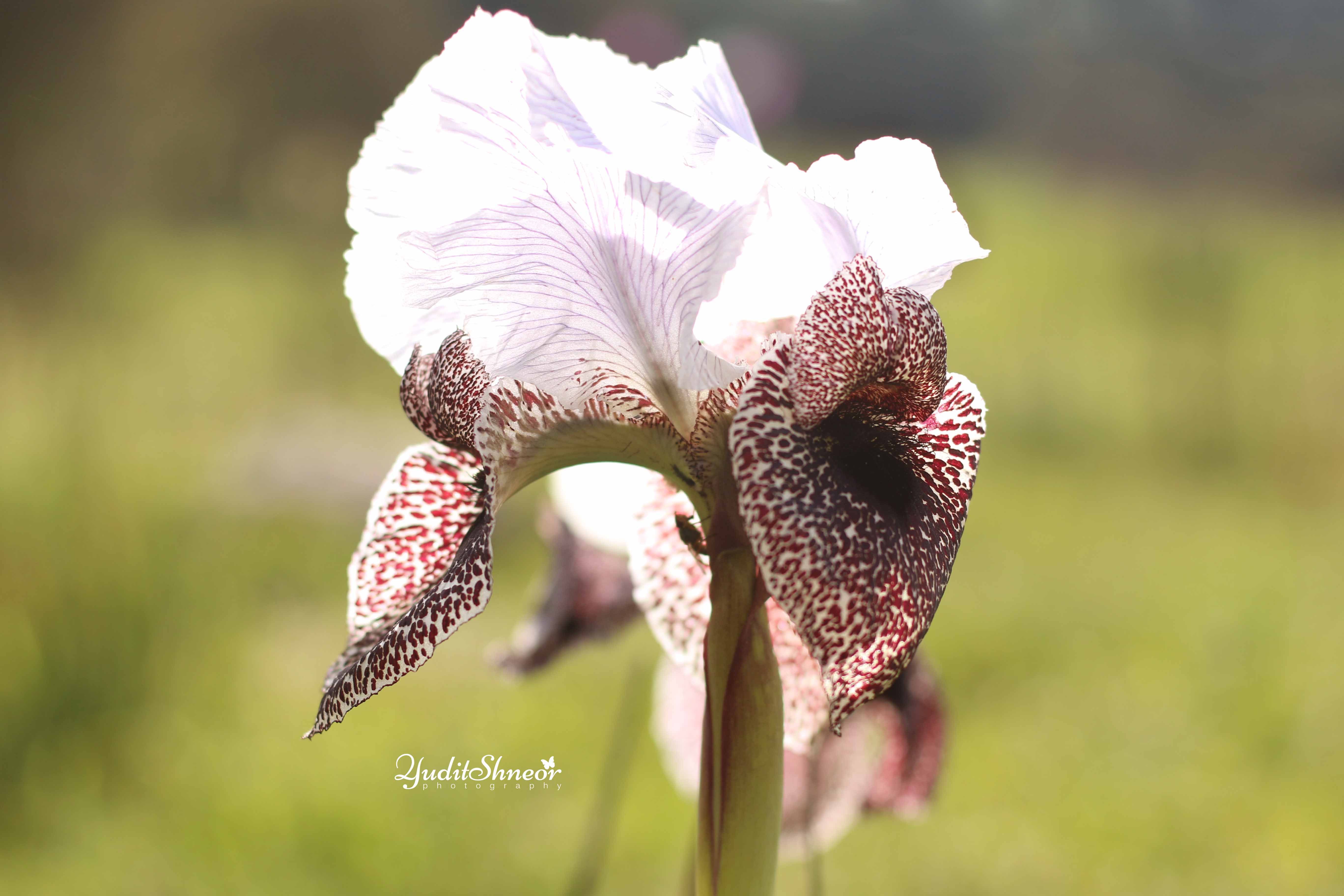 האירוס הנצרתי.jpg