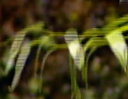 הבהוב פסים.PNG