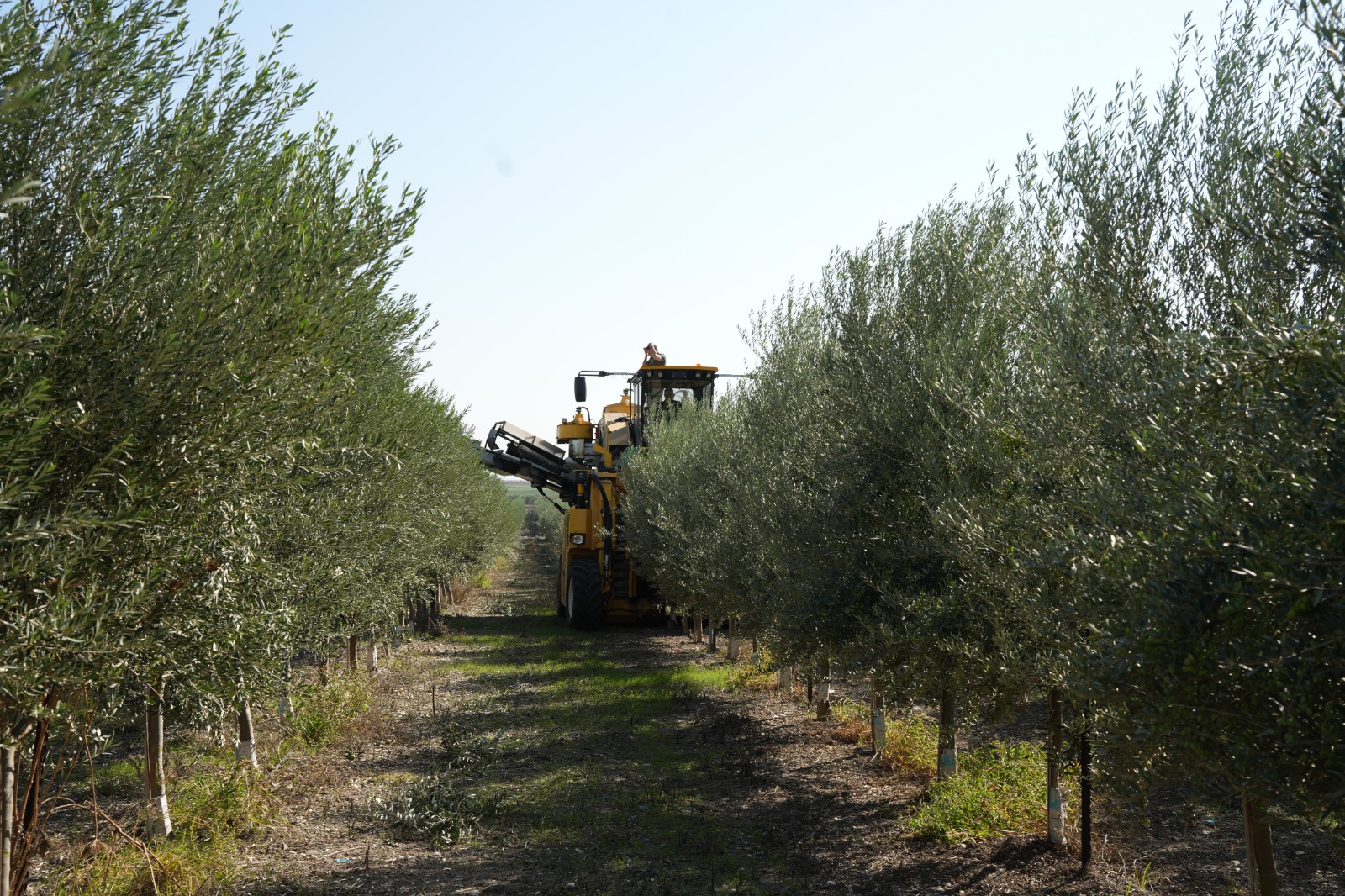 הבוצרת בפעולה במטעי הזיתים.jpeg