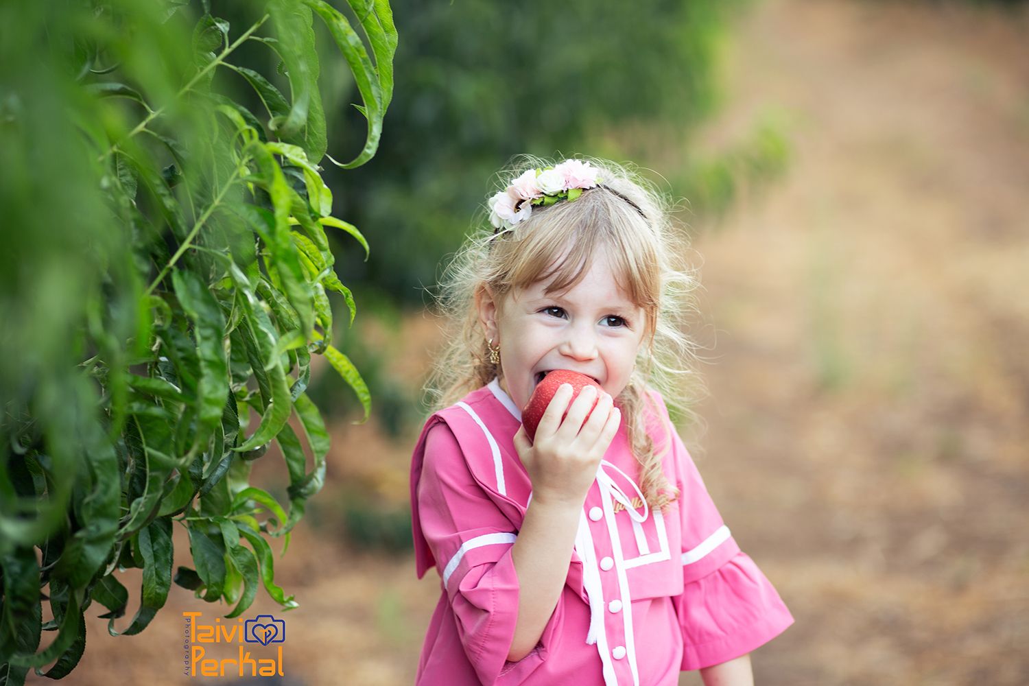 הדס מוקטן.jpg