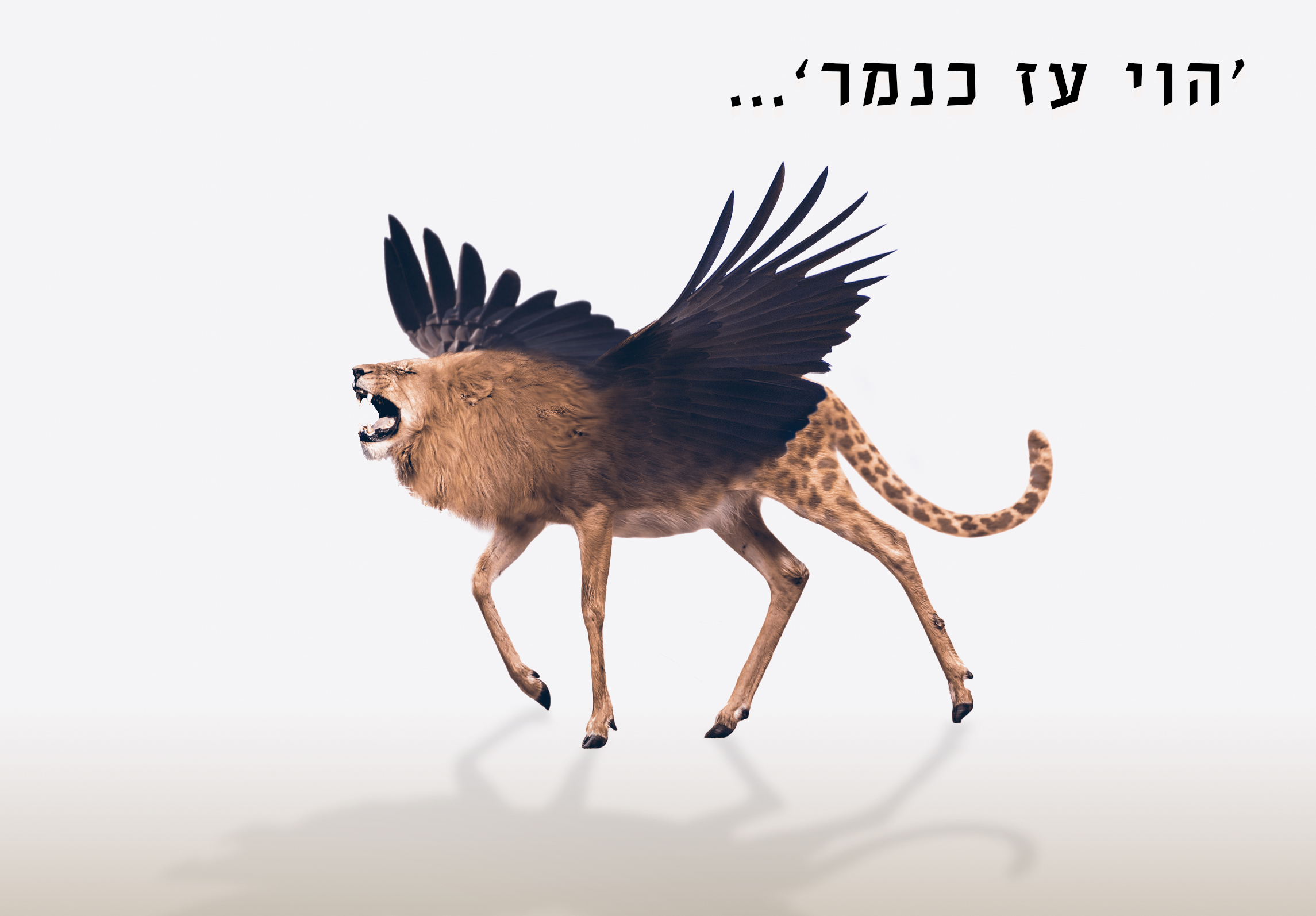 הוי עז כנמר.jpg