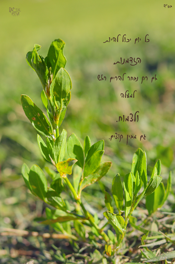 הזדמנות איכות נמוכה.png