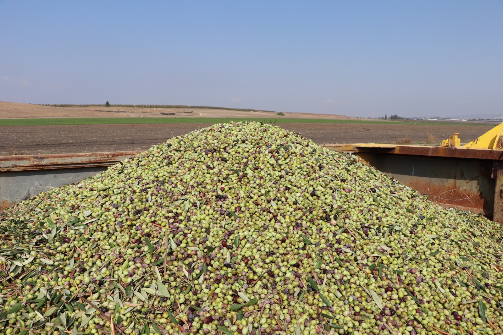 הזיתים בדרך לבית הבד על רקע נופי עמק יזרעאל.jpeg