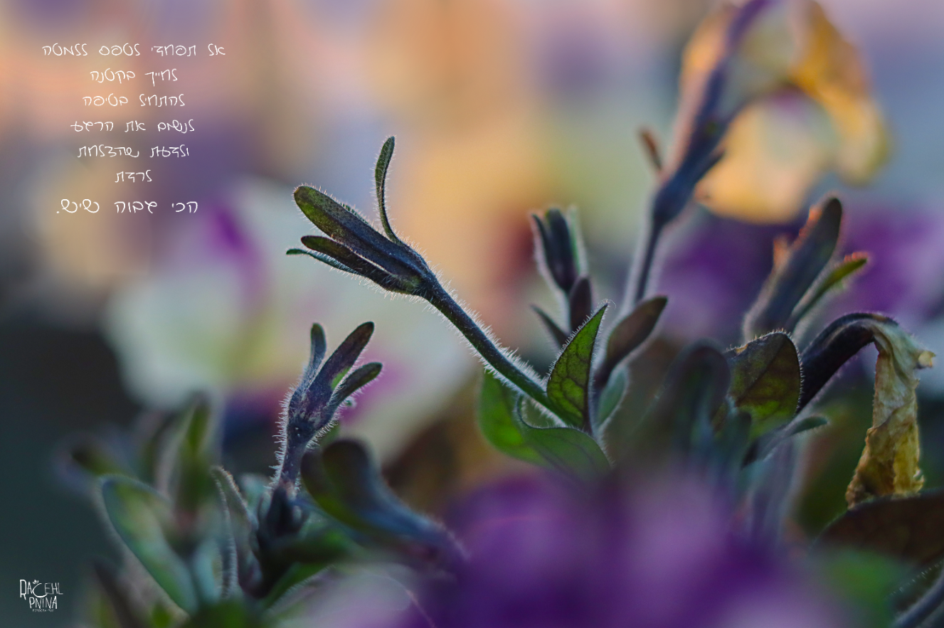 הכי גבוה רחל אורן.png