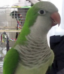 הספרן סיפור על מוקי התוכי (17).jpg