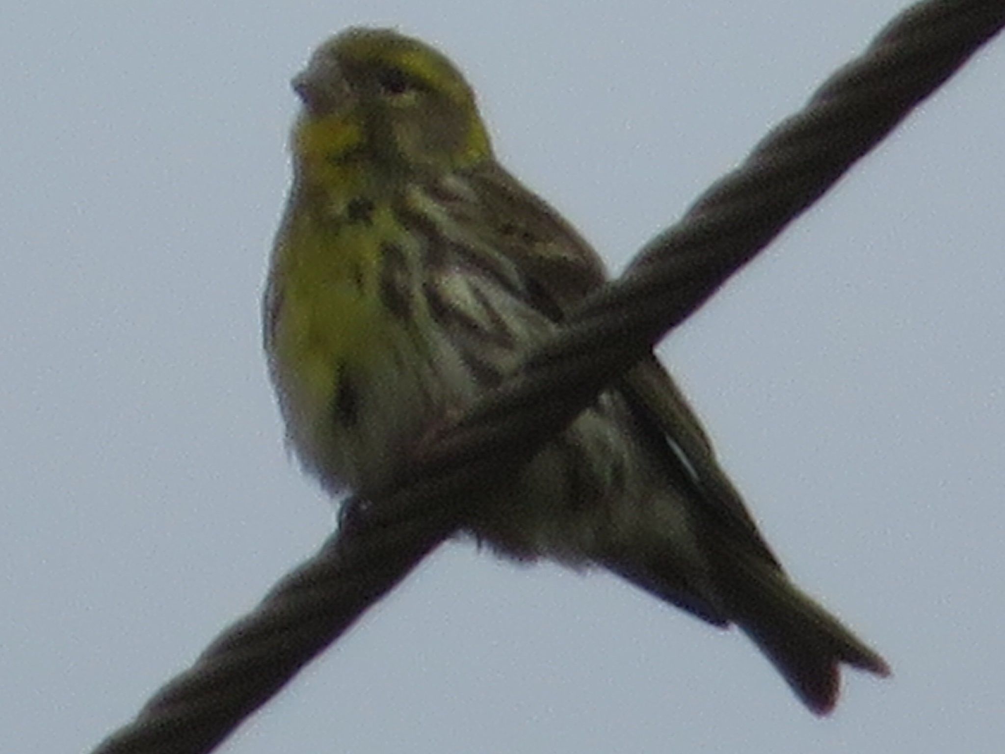 העוקף רחובות.JPG