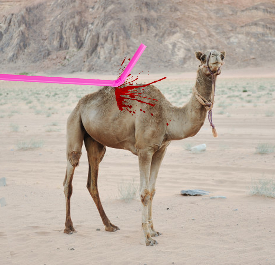 הקש ששבר את גב הגמל.jpg