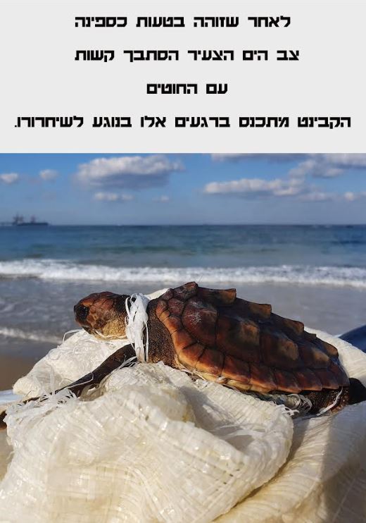 ה_צב_הסתבך_עם_החוטים.JPG