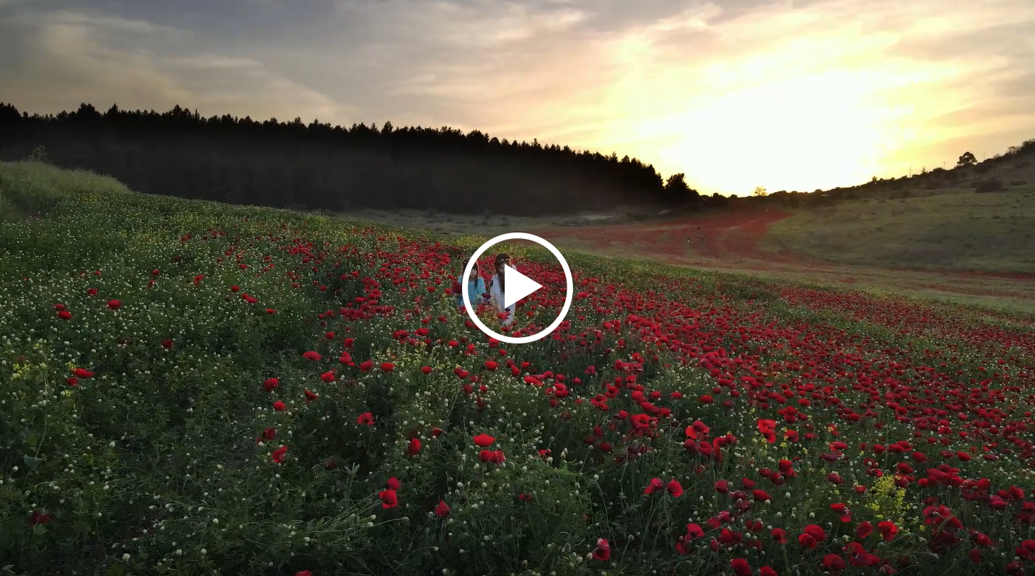 וידאו.jpg וידאו.jpg