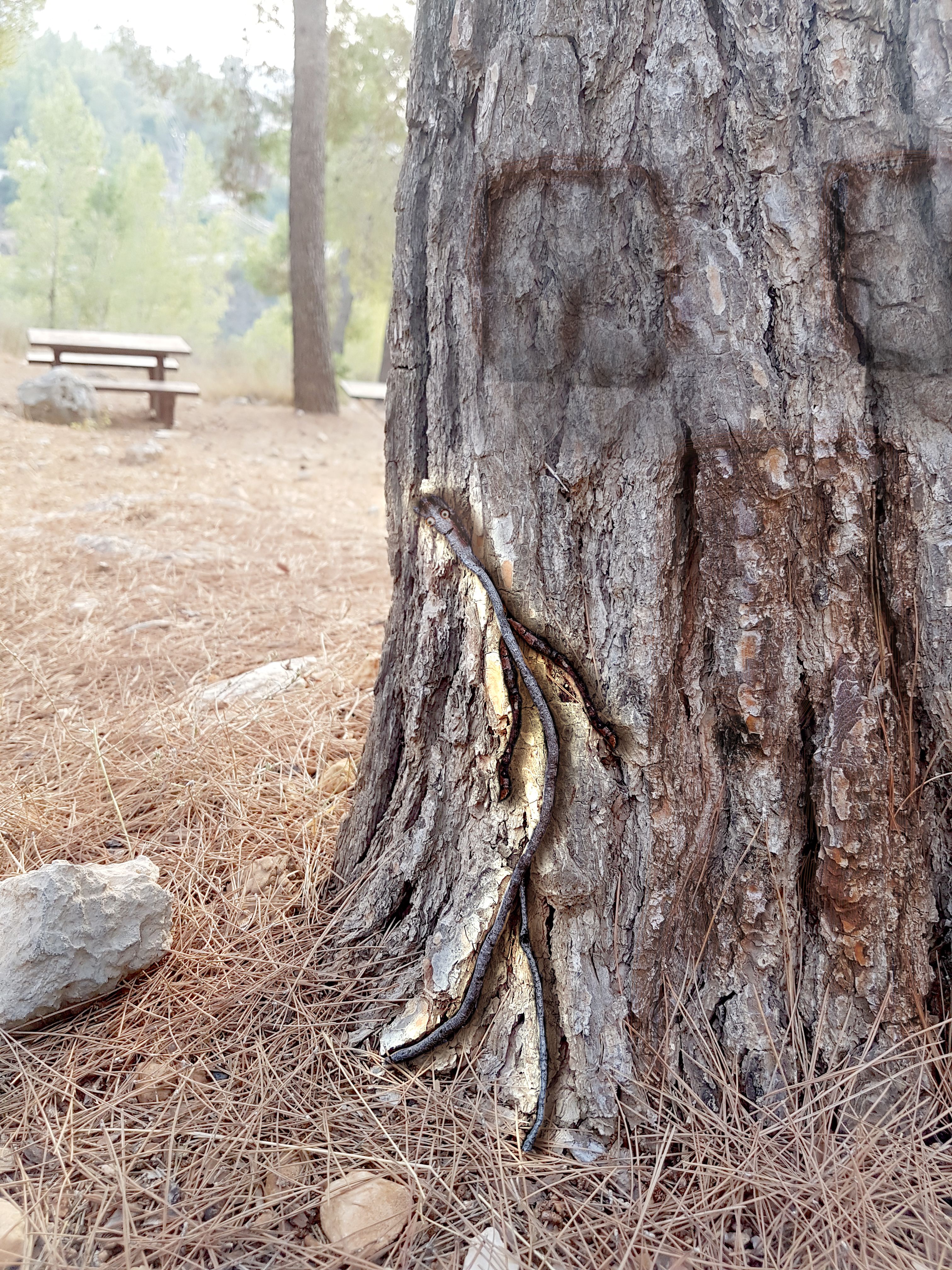 זולל קליפות.jpg