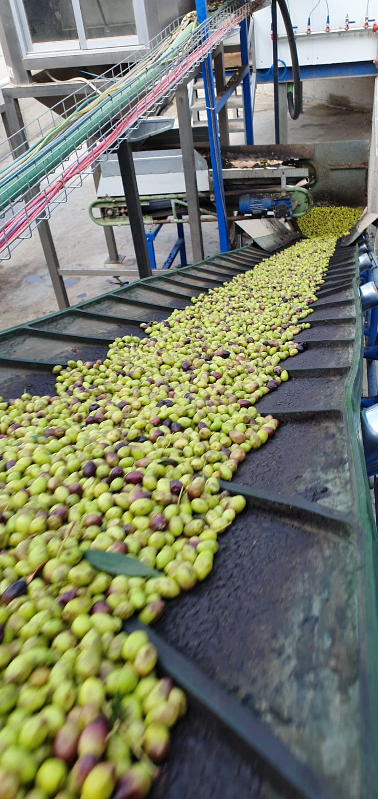 זיתים על המסוע בבית הבד.jpeg