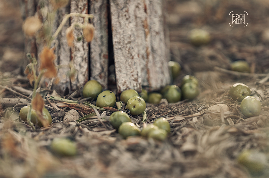 זית 3.jpg