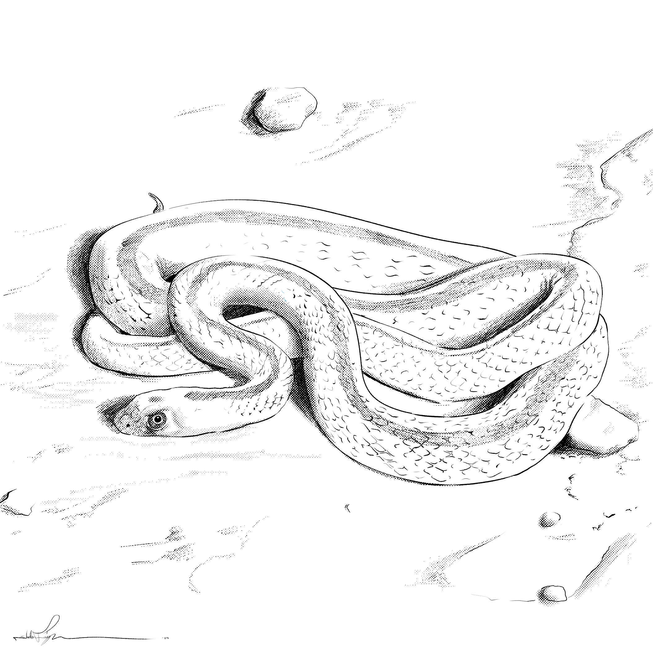 זעמן פטרה.png