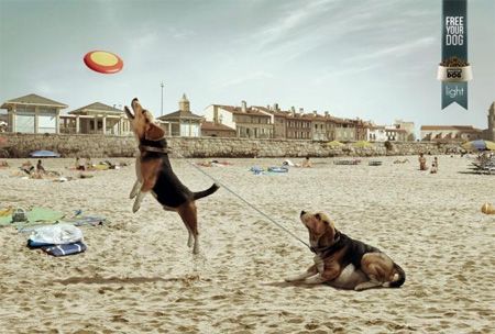 חברת מזון לכלבים דיאטטים.jpg